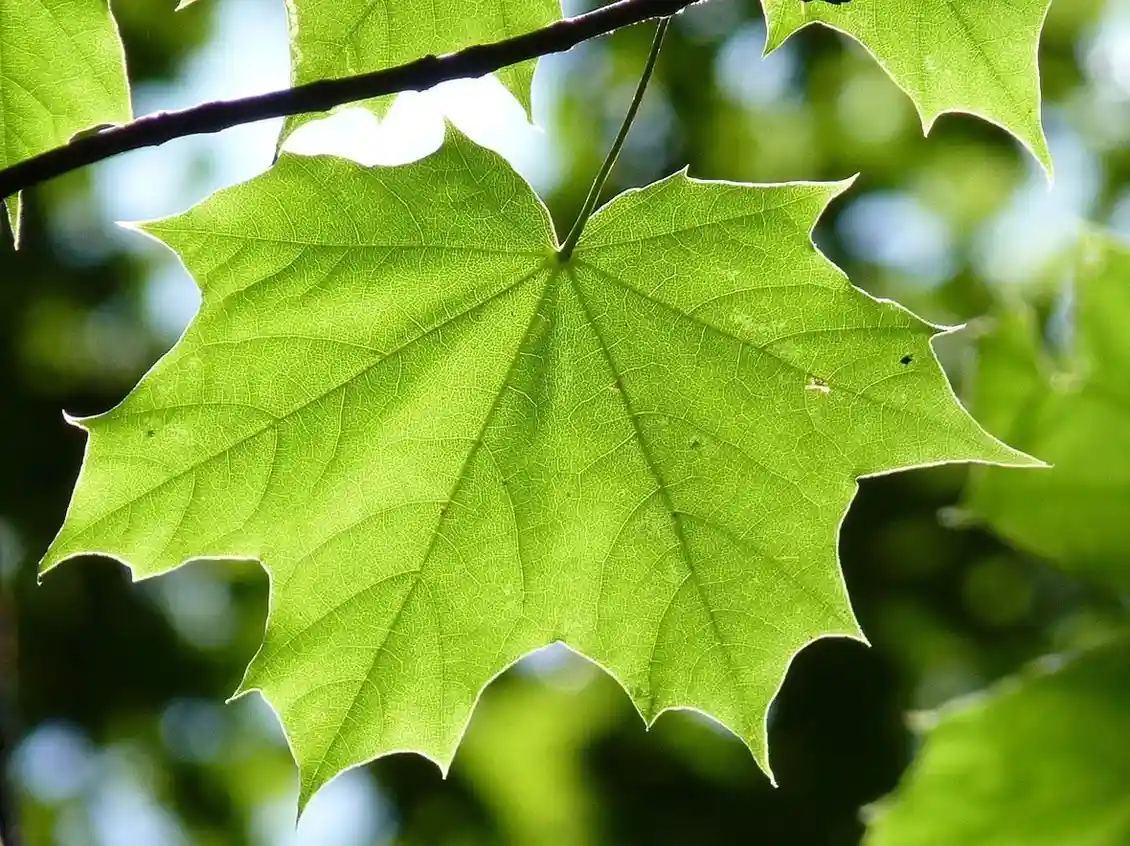 150 Leaf Puns That Will Have You Falling Over with Laughter