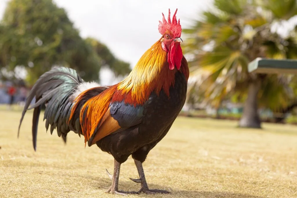 225 Rooster Puns That Will Wake You Right Up
