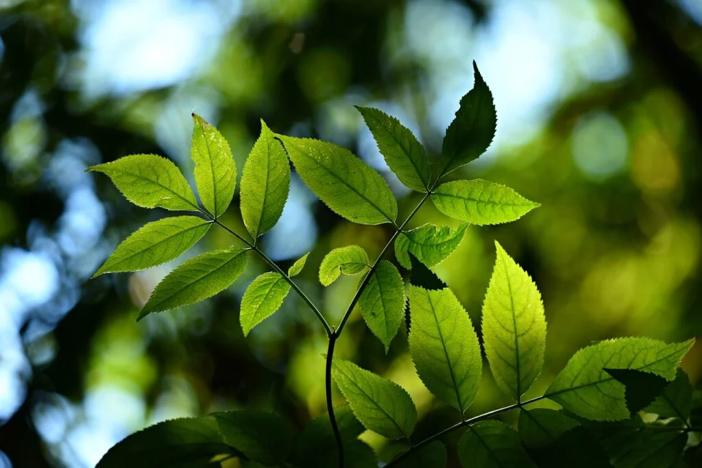 156 Photosynthesis Puns That Will Leaf You Smiling